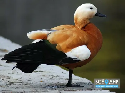 Каких птиц можно встретить на набережной Донецка | Все о ДНР