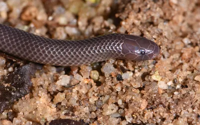 Открыты три новых вида африканских шпильковых змей - Индикатор