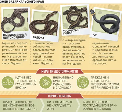 Змеи проснулись в Украине - как отличить гадюку от неопасных видов, фото |  Стайлер