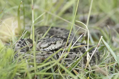 Ядовитые змеи Германии: вы должны их знать [Фото]