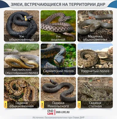 Какие змеи обитают на территории ДНР
