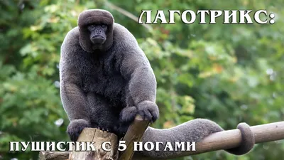 обезьяньи ногти сидят на дереве Стоковое Фото - изображение насчитывающей  мало, примат: 165967444