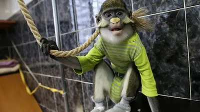 В Мьянме благодаря помету нашли новый вид обезьян. Они уже под угрозой  вымирания