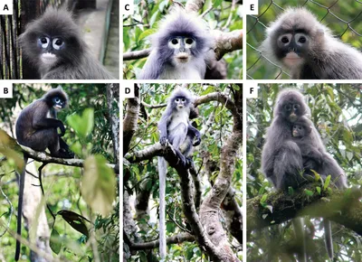 Такие редкие приматы — Naked Science