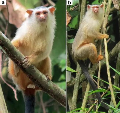 Обезьяны в Тайланде, такие забавные и такие опасные!: виды, что делать,  если укусила обезьяна