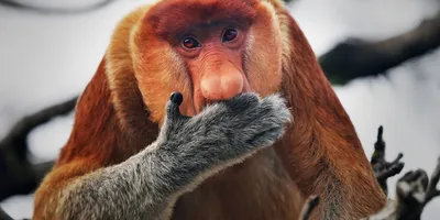 В Одесском зоопарке появился новый вид приматов — Новости — Официальный  сайт города Одесса