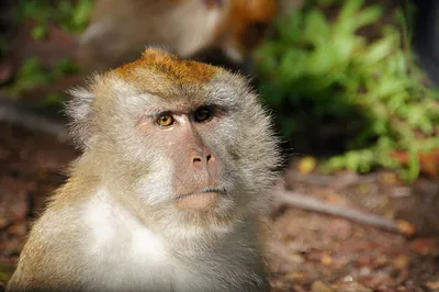 Кого же в мире больше - людей или обезьян? | Историк Саша | Дзен