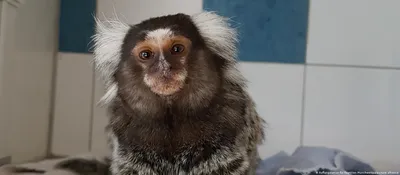 Самые красивые обезьяны в мире (40 редких ФОТО) | KRASOTA.ru