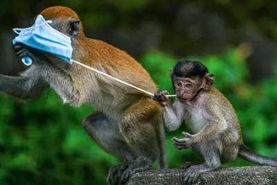 Интересные факты об обезьянах — Музей фактов