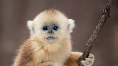 Почему у обезьян не растут усы и борода, если мы произошли от общего  предка? - «Как и Почему»
