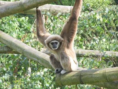 В Африке найден новый вид обезьян - Korrespondent.net