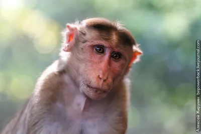 Виды обезьян (описание и фото)