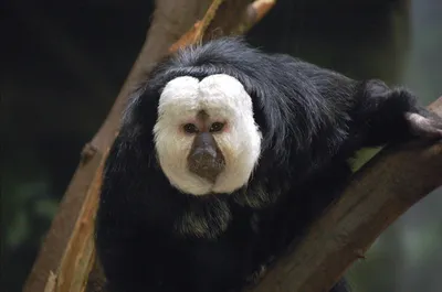Сутулая обезьяна с огромным носом: как выглядит носач и что ещё о нём  известно? | ЗВЕРУШКИ | Пульс Mail.ru