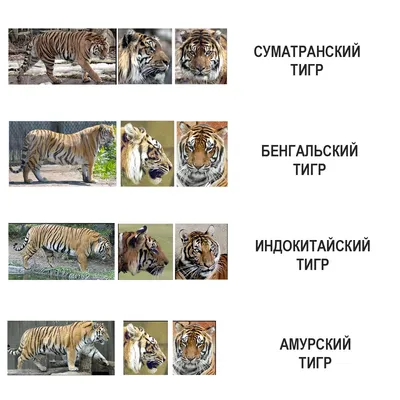 Кто такие тигры - описание животного, где живут (среда обитания в природе), виды  тигров
