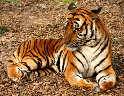 Китайский тигр — Википедия