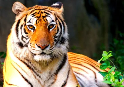 Тигр – Описание, ареал, питание, подвиды, враги, фото и видео. Виды тигров.  Где живут и что едят тигры - «Как и Почему»