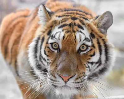 Все виды тигров фото