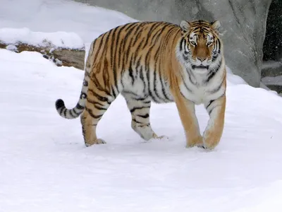 Виды и подвиды тигров: 🐅 названия, описания, ареал обитания, враги, фото и  видео