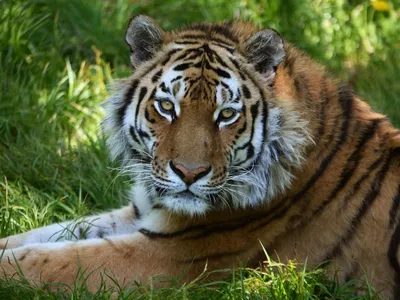 Амурский тигр: описание, образ жизни, место обитания – WWF