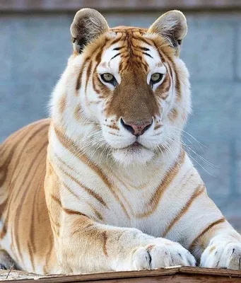 Амурскому тигру больше не грозит исчезновение, заявили в WWF России - РИА  Новости, 02.09.2021