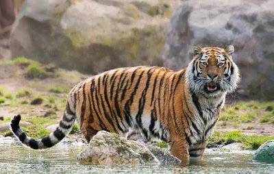 Грузоперевозки . Доставка . Все виды переездов - 29 июля, является  международным днем тигра! На территории России проживают крупнейший вид  ныне живущих тигров — Амурский. В критические годы (начало и середина  нулевых)