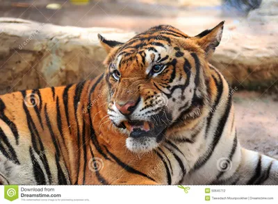 Тигры: в реальной жизни и в WildCraft'е. | ВКонтакте
