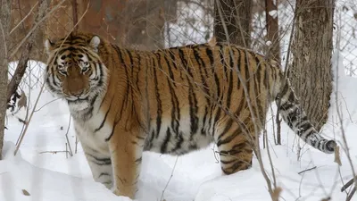 Амурский тигр - Проекты Амурский филиал WWF
