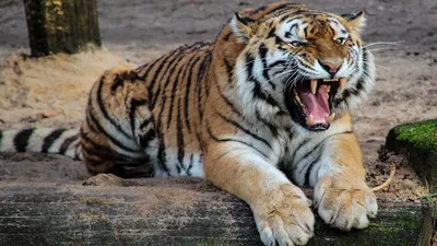 Интересные факты про тигров: загадочный мир диких животных