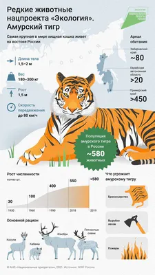 Что мы узнали о жизни редких животных в 2022 году | Русское географическое  общество