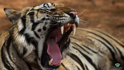 Земля Амбы: как на Дальнем Востоке заботятся о самых северных тиграх в мире  - Национальные проекты России