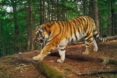Балхашский тигр: названы детали и бюджет программы возвращения в Казахстан  | Inbusiness.kz