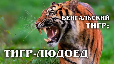 Краснокнижный подсчет. Сколько амурских тигров в России? | Природа |  Общество | Аргументы и Факты
