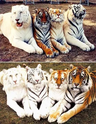Разные виды тигров - картинки и фото koshka.top