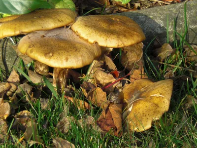 Все грибы приморского края фото