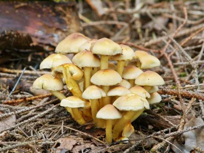 Ядовитые грибы Приморского края – фото и описание