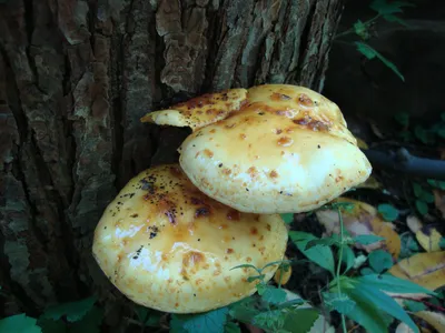Съедобные грибы Приморского края - фото и картинки: 66 штук