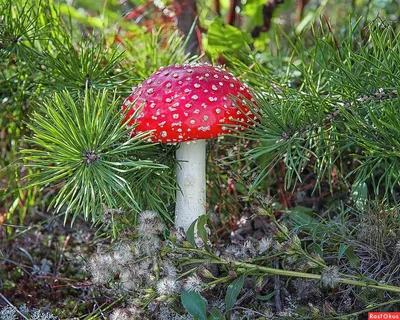 Ядовитые грибы Удмуртии - 35 фото