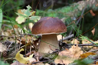 Съедобные грибы Приморского края – фото и описание