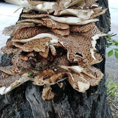 Не трогайте его: Во Владивостоке на дереве обнаружили смертельно ядовитый  гриб — Город В