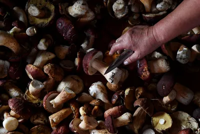 Сколько грибов и ягод заготовили в лесах России - Российская газета
