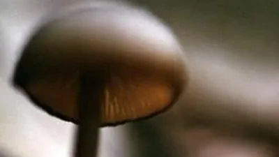 В Трансильвании мутируют грибы — РБК