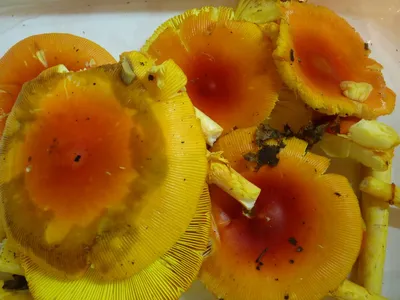 Грибы на Витязе и полуострове Гамова - сбор грибов