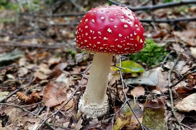 Ядовитые грибы Удмуртии - 35 фото