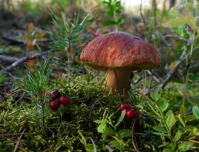 Съедобные грибы Поволжья - фото и картинки: 60 штук