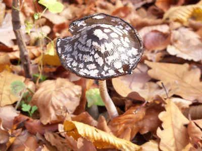 Съедобные грибы Приморского края - фото и картинки: 66 штук