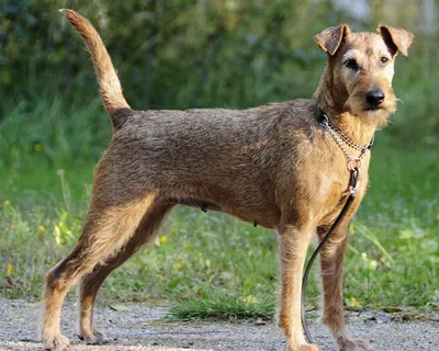 Ирландский терьер (Irish Terrier) - изящная, активная и энергичная порода  собак. Фото, описание, отзывы владельцев.
