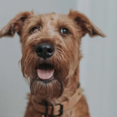 Порода собак Йоркширский терьер: фото, характеристики, описание
