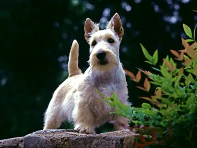 Йоркширский терьер - описание, питание щенка, фото и видео
