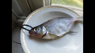 Вяленая рыба в домашних условиях. Как не правильно вялить рыбу в домашних  условиях. | Рыбачил.ru
