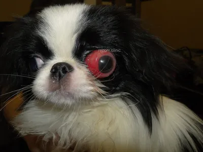 Выпадение глаз у собак - причины, фото, лечение - ветеринарная  офтальмология Реком